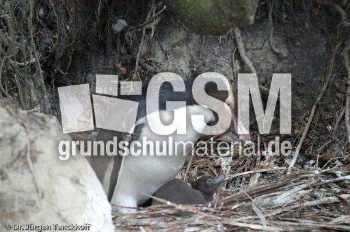 Gelbaugenpinguin (19 von 23).jpg